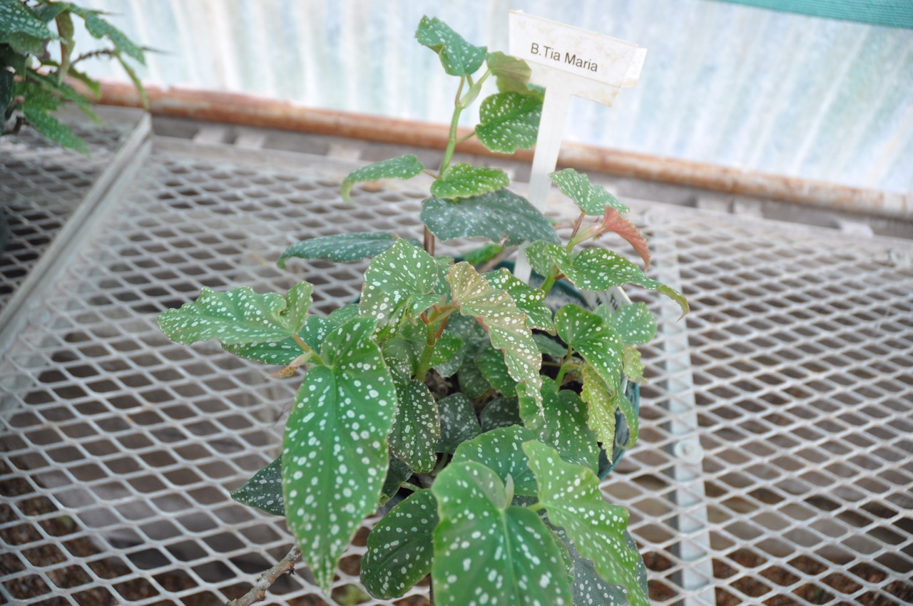 B. ‘Tia Maria’